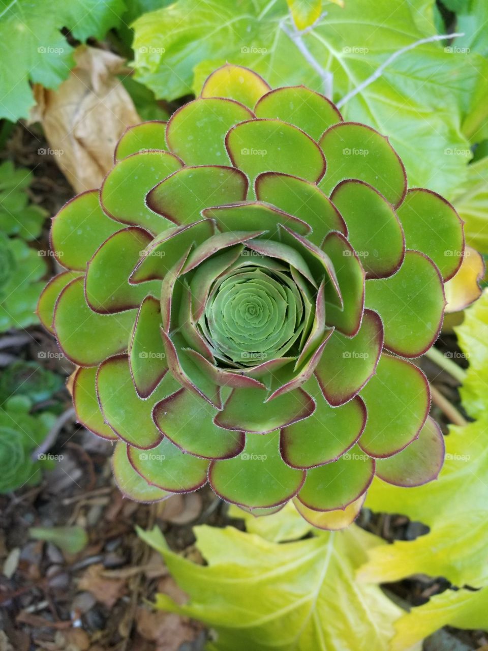 Plant portrait