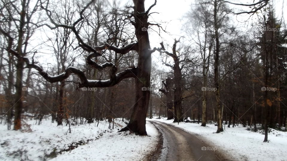 Winter, Snow, Cold, Tree, Wood