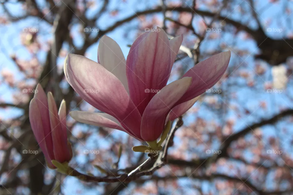 Magnolia buds in April 