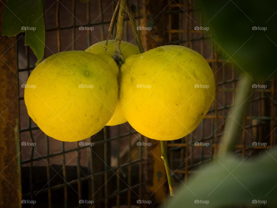 Yellow lemon full of vitamin C