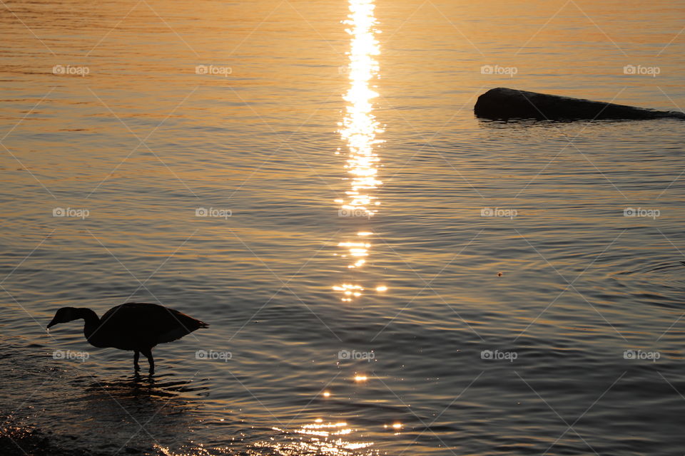 Geese gullible seaweed in shallow water where thousands little suns shine on golden hours