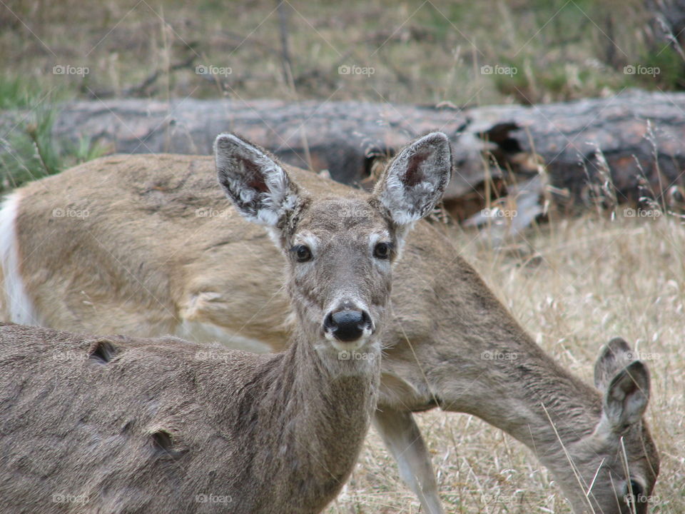 Deers watching the watcher