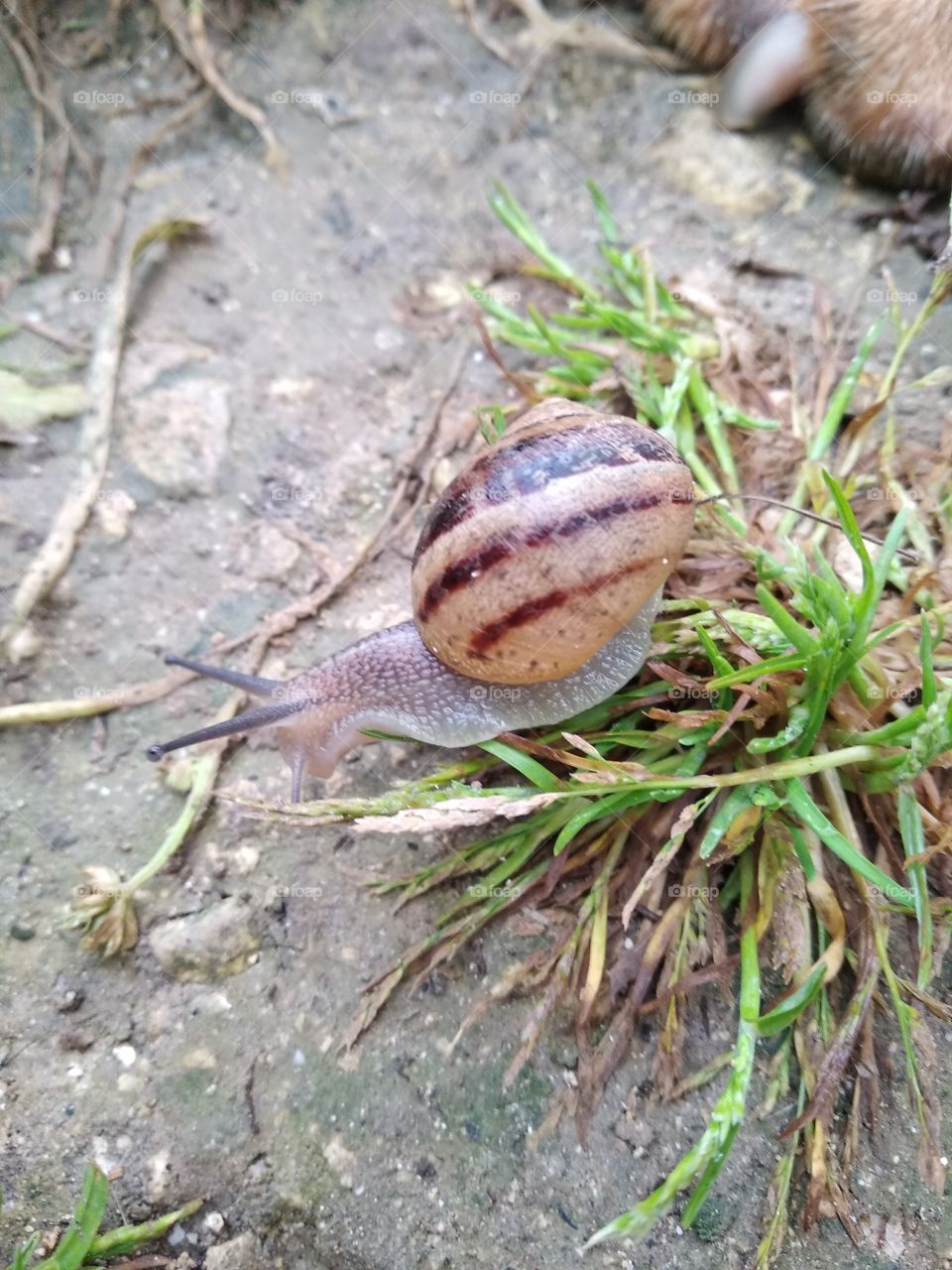 Snail