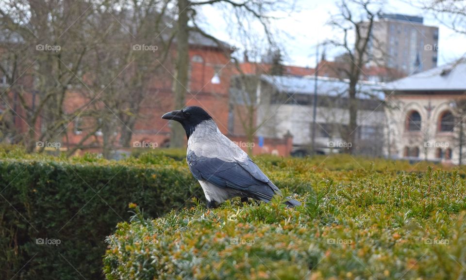 Crow perching on plant at city