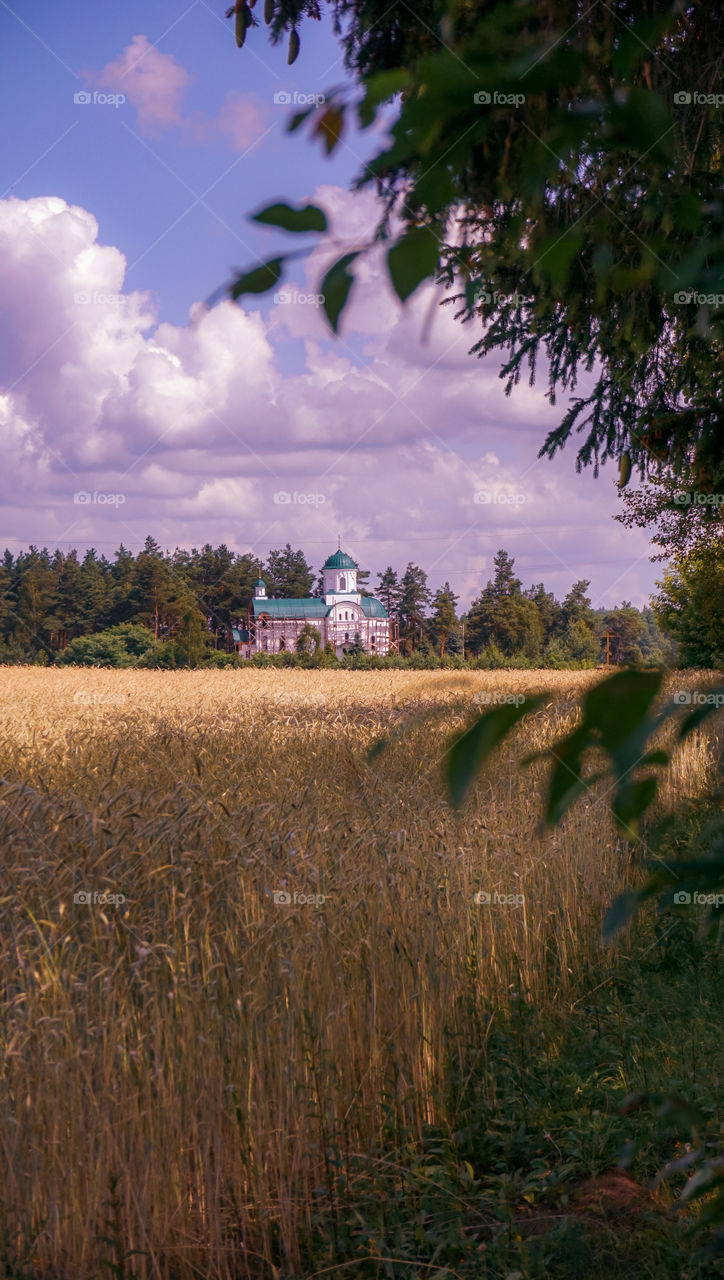 wheat field