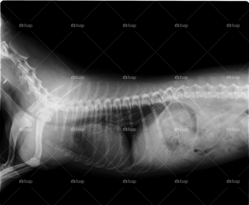 radiograph of a Westy 