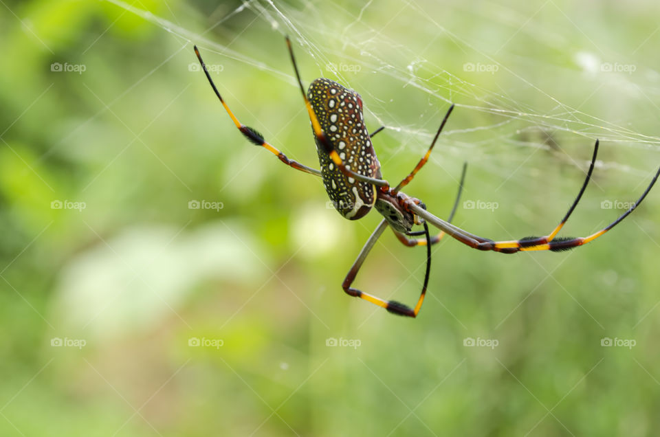 Nephila Clavipes Spider Outside On Web