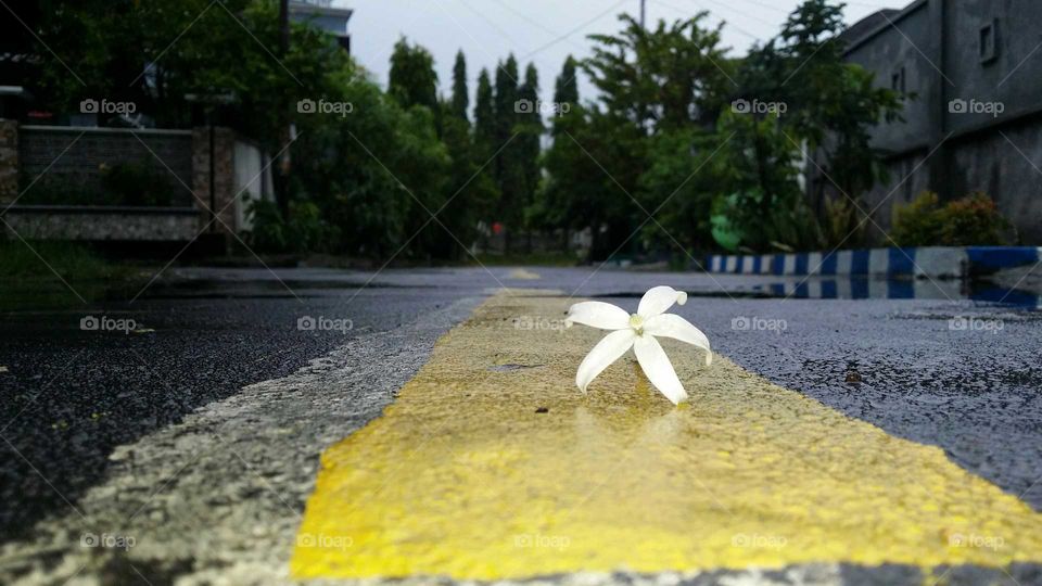 a little flower in the road