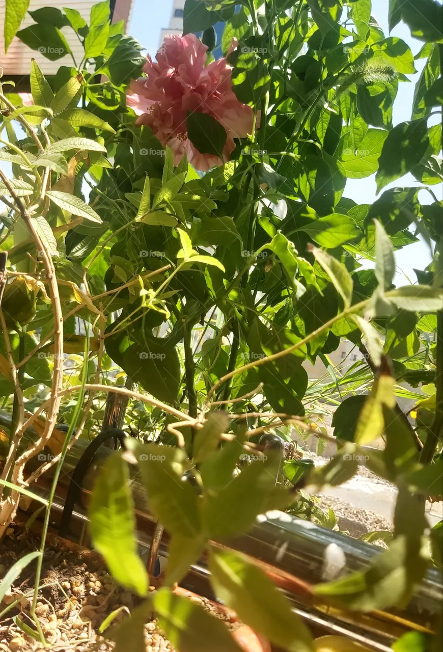 nature