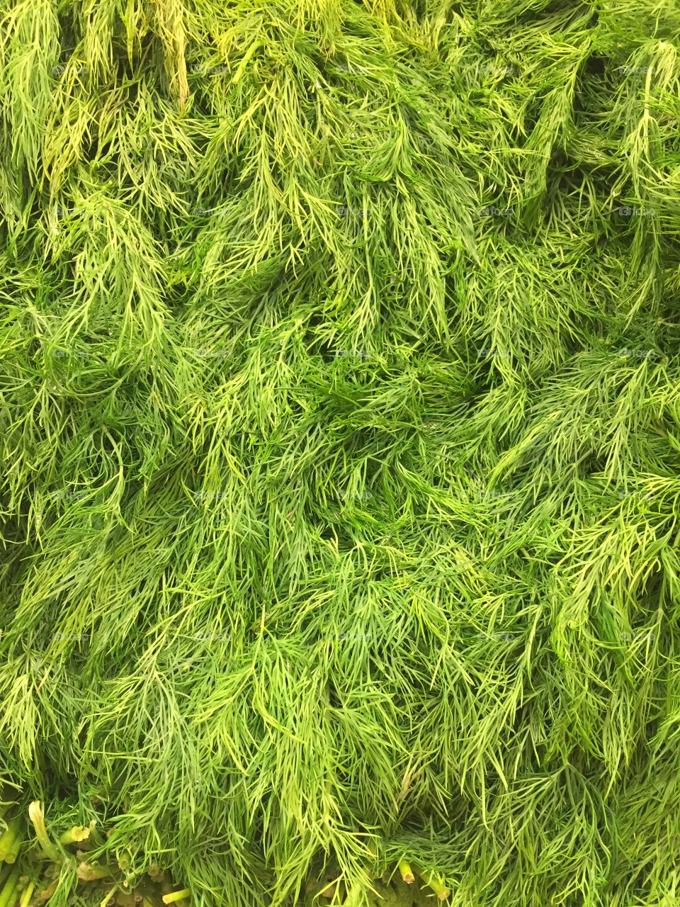 Directly shot of dill leaves