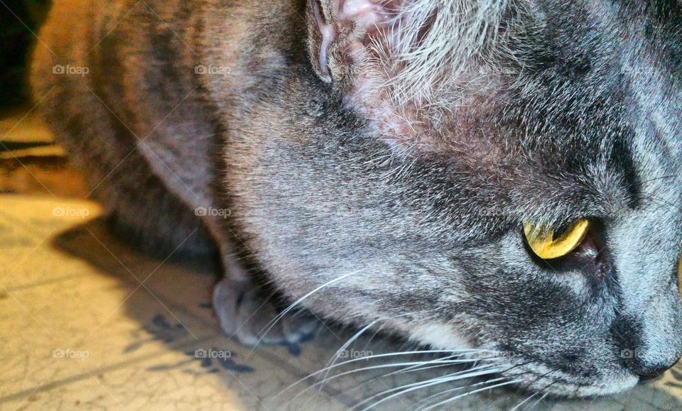 Flint the Cat fig km gig hhhh