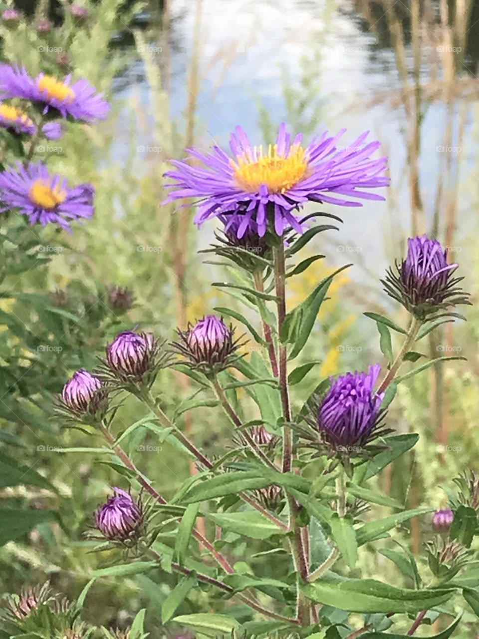 Wild aster