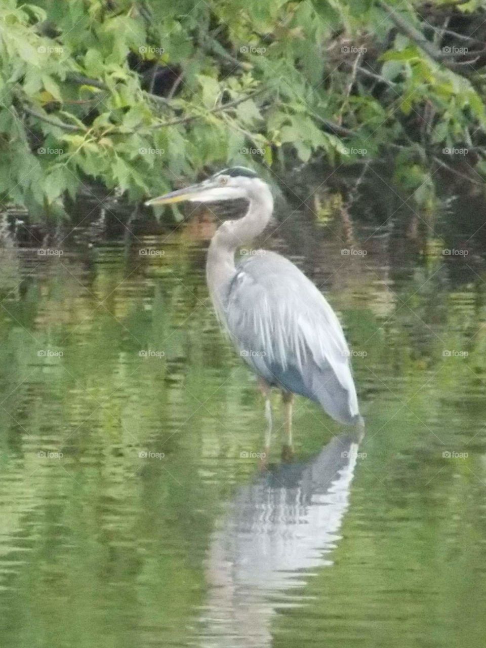 heron