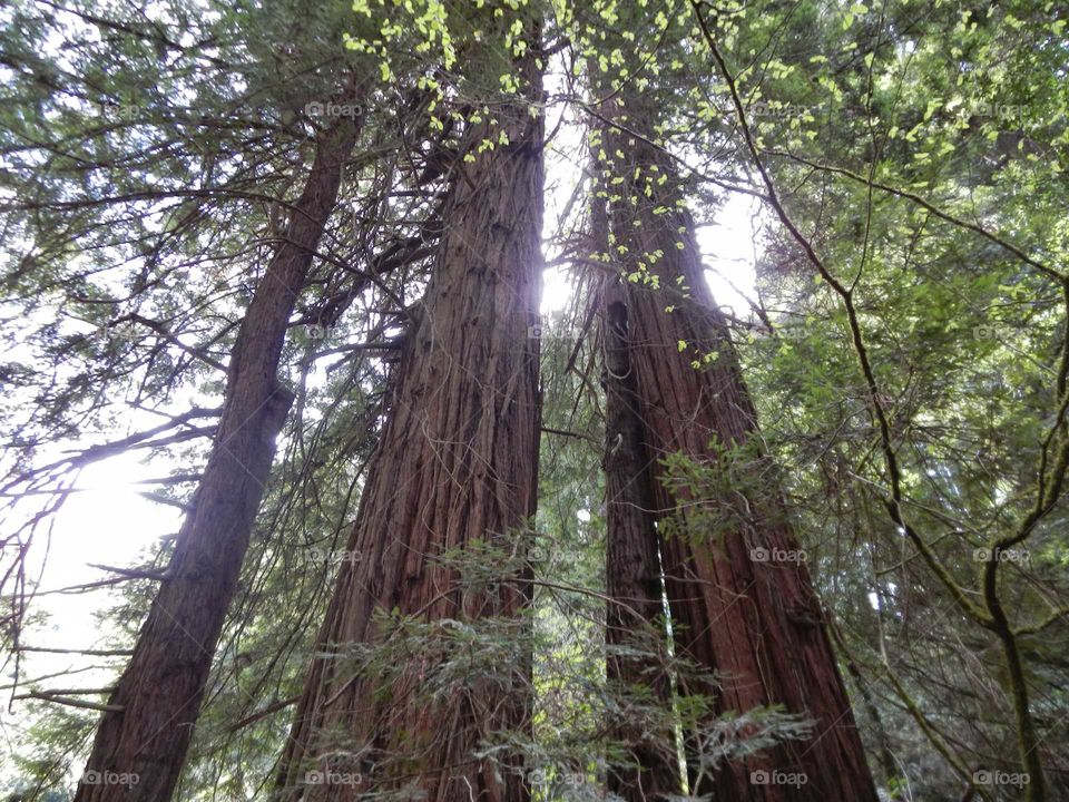 Muir woods