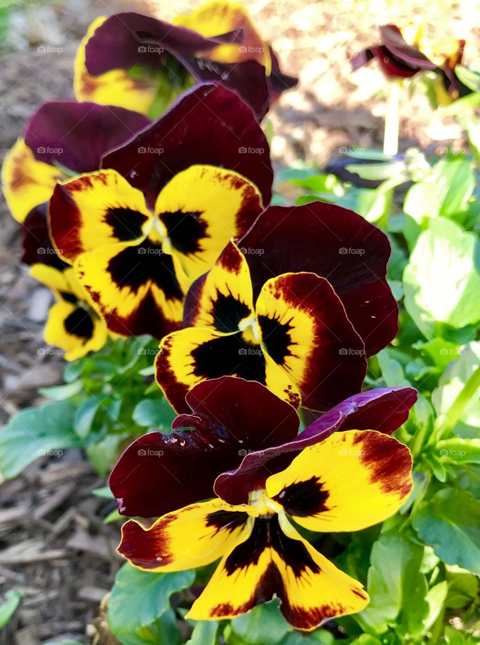 Group of Pansies