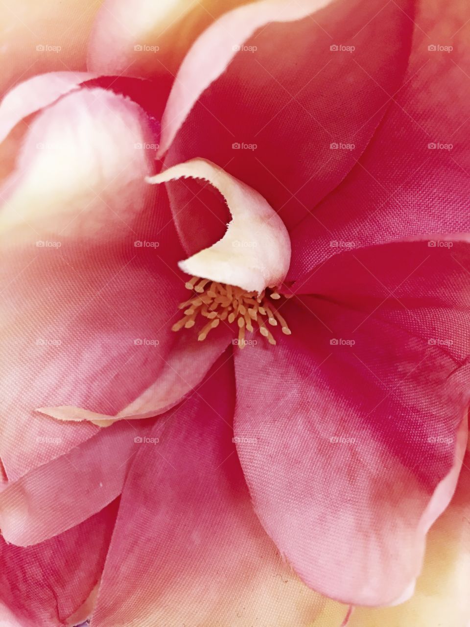 Close Up Flower
