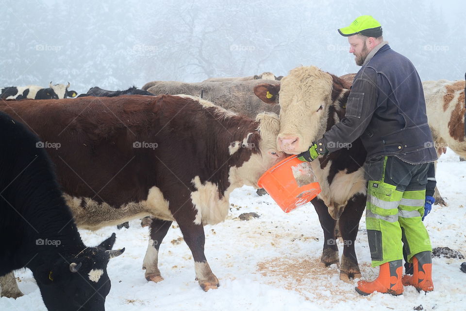 Farmer with his cattle