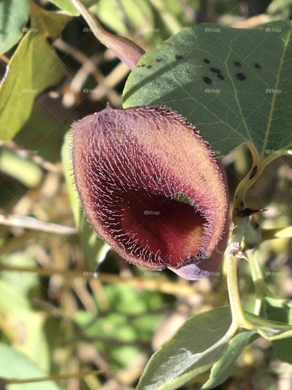 Close up of a strange tiny flower as trumpet 