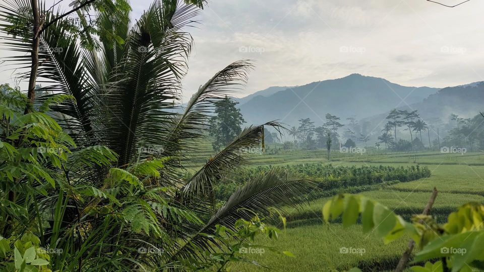 sawah dan gunung pagi hari