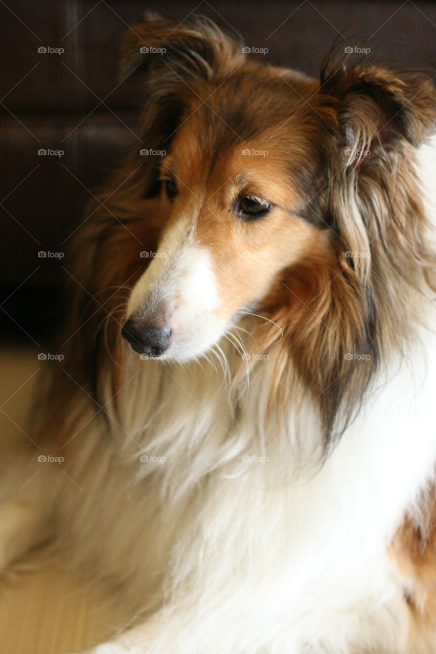 Sheltie
