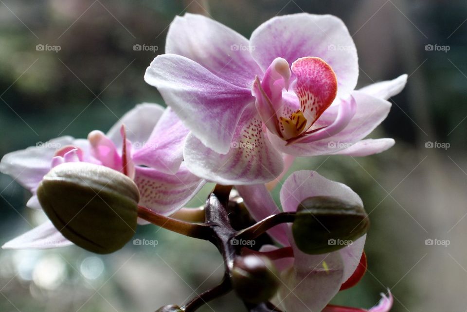Pink orchid flowering 