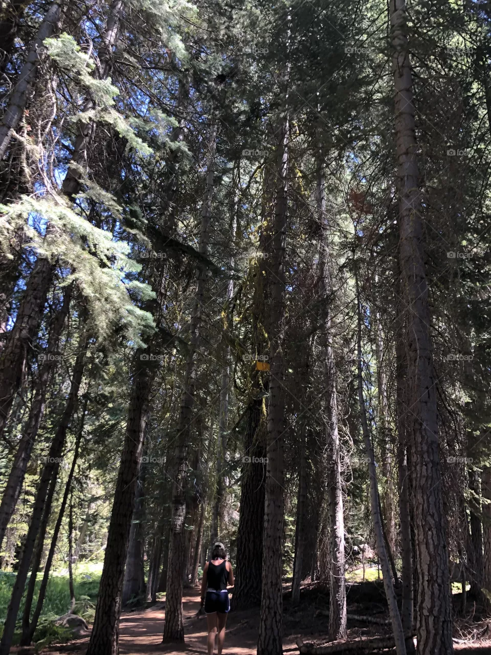 Forest