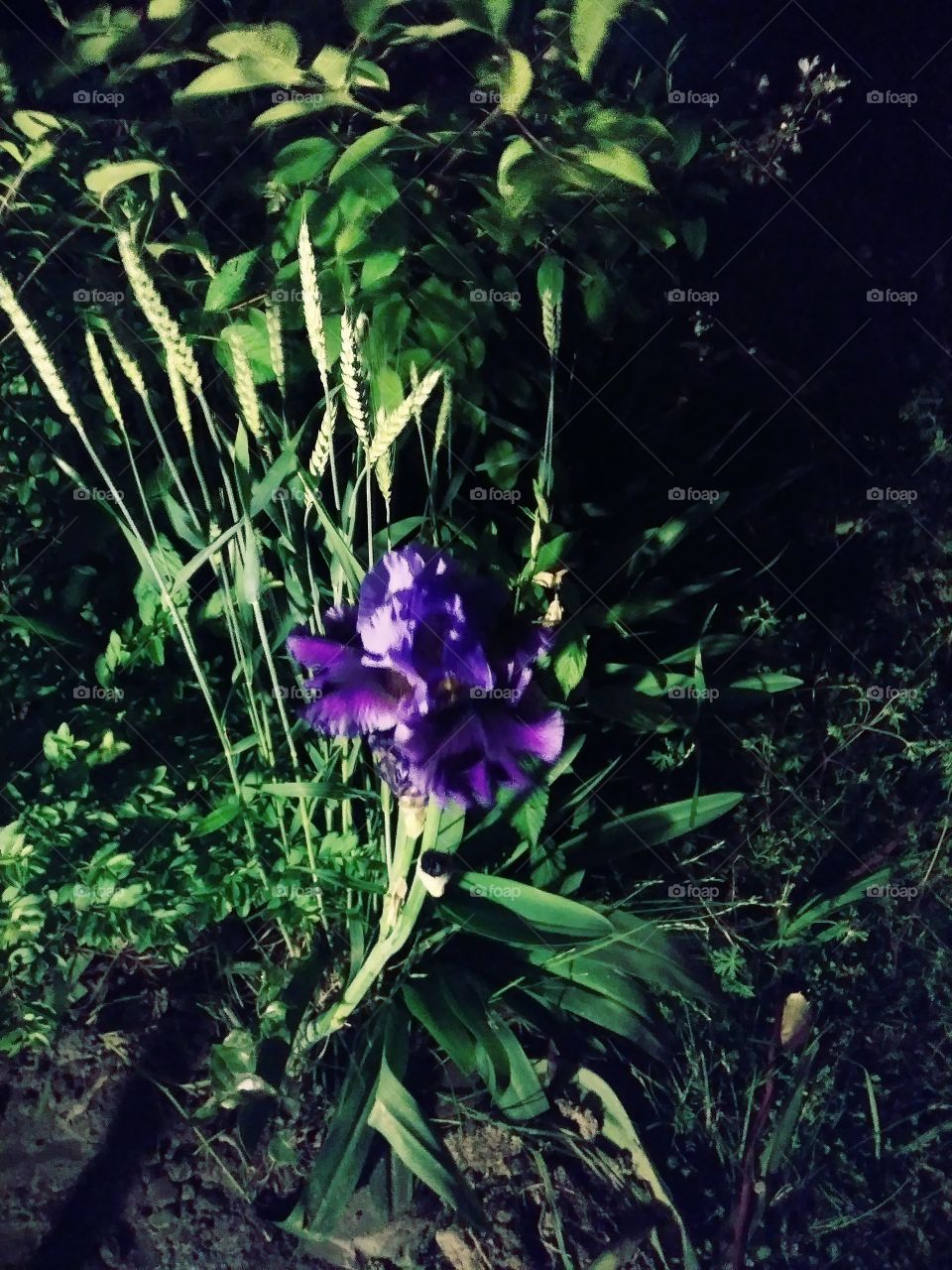 Purple daffodil