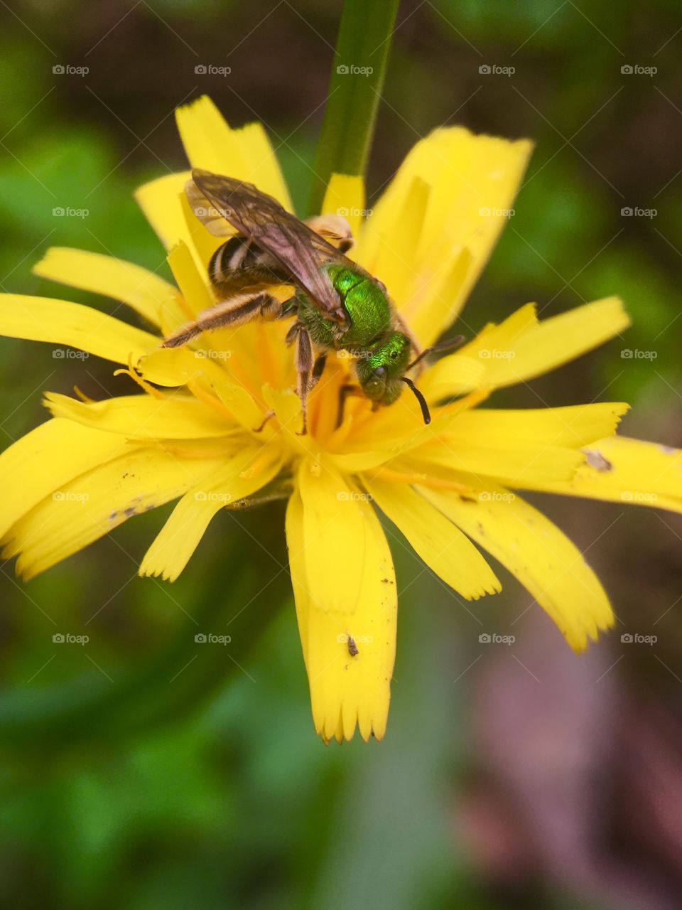 Close-up of bee collecting pollen from sunflower