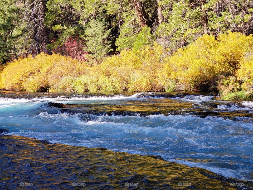 Stunning fall colors on the riverbanks of the turquoise waters of the Metolius River at Wizard Falls in Central Oregon on a sunny autumn morning.