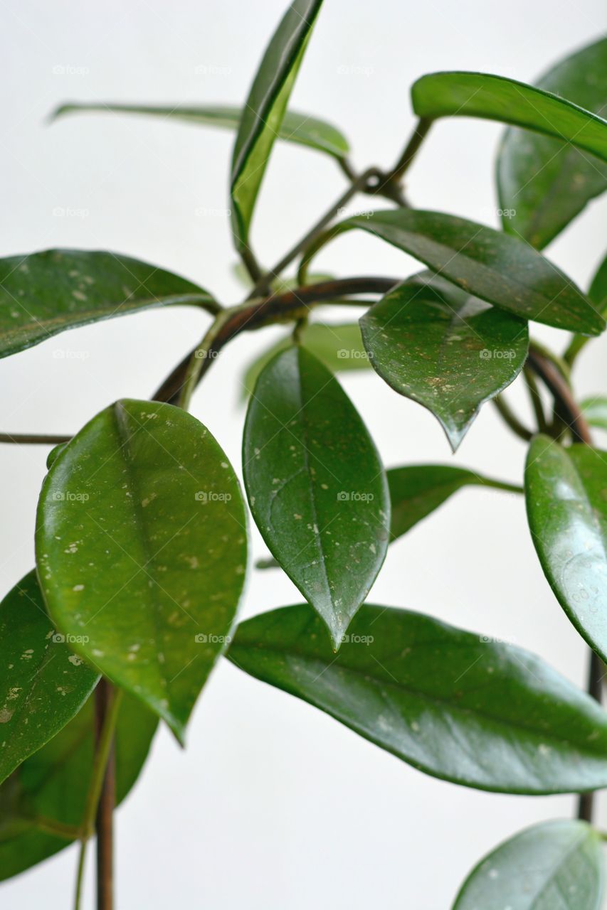 green house plant leaves in the pot decorative