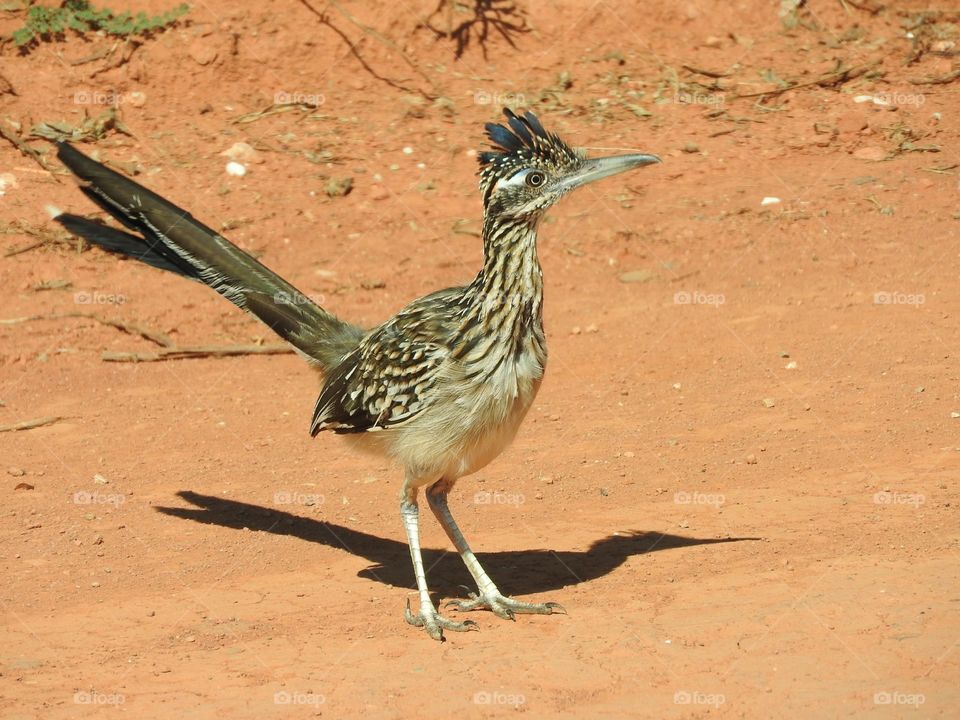 Road Runner