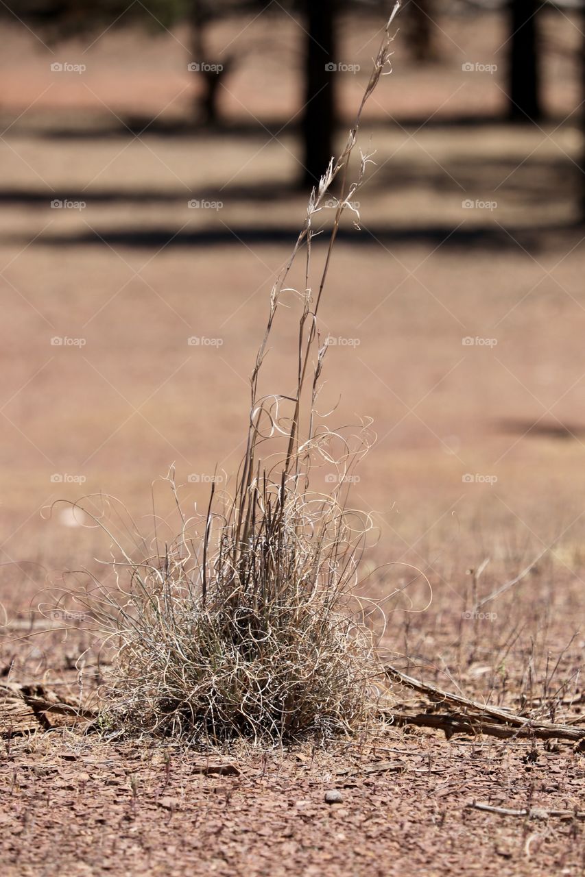 Native lemon grass or tucker  bush, found in the South Australian outback in the Flinders Ranges area, used by aborigines as a salve and remedy to treat colds and flu among other symptoms. 