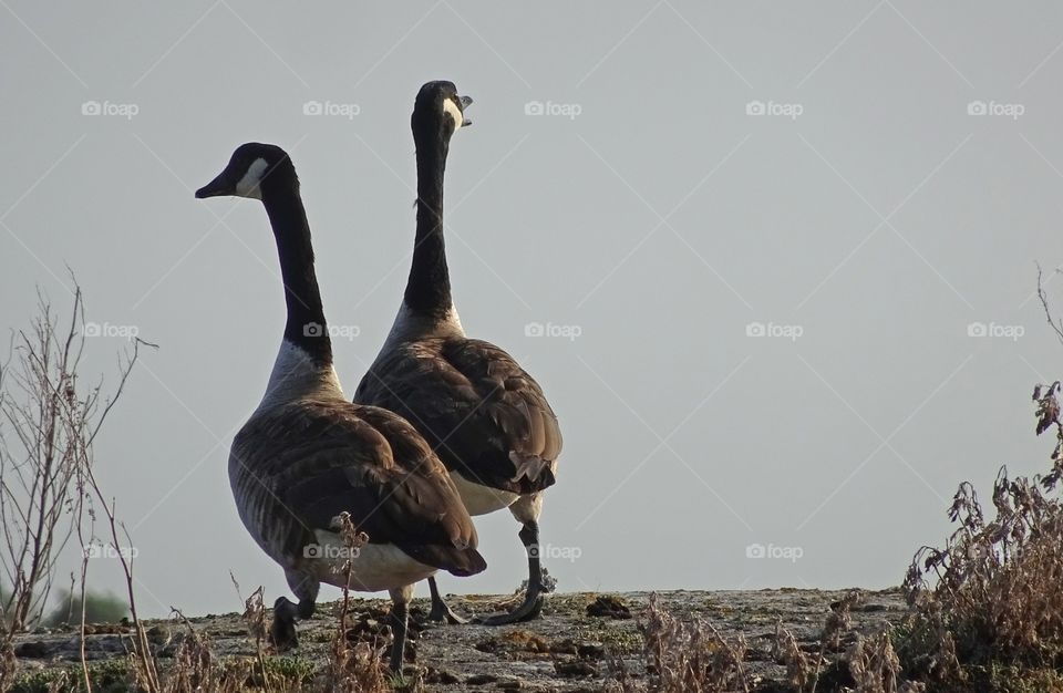 Canadian geese