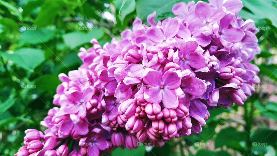 lilac flower