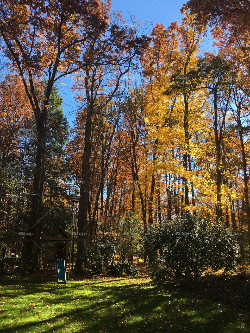 Beautiful Fall Leaves