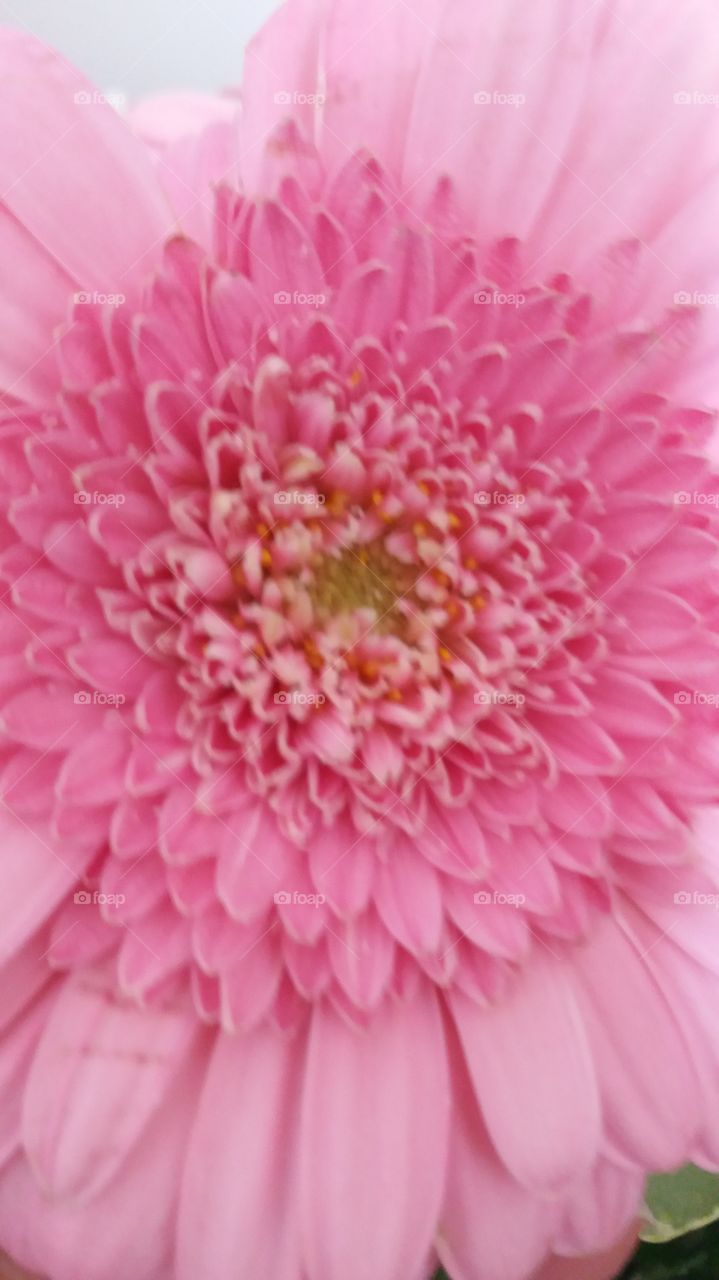 pink flower