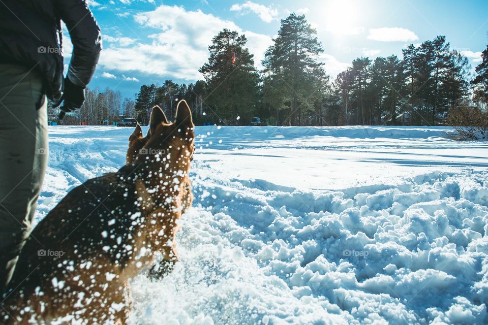 an owner is playing with his dog