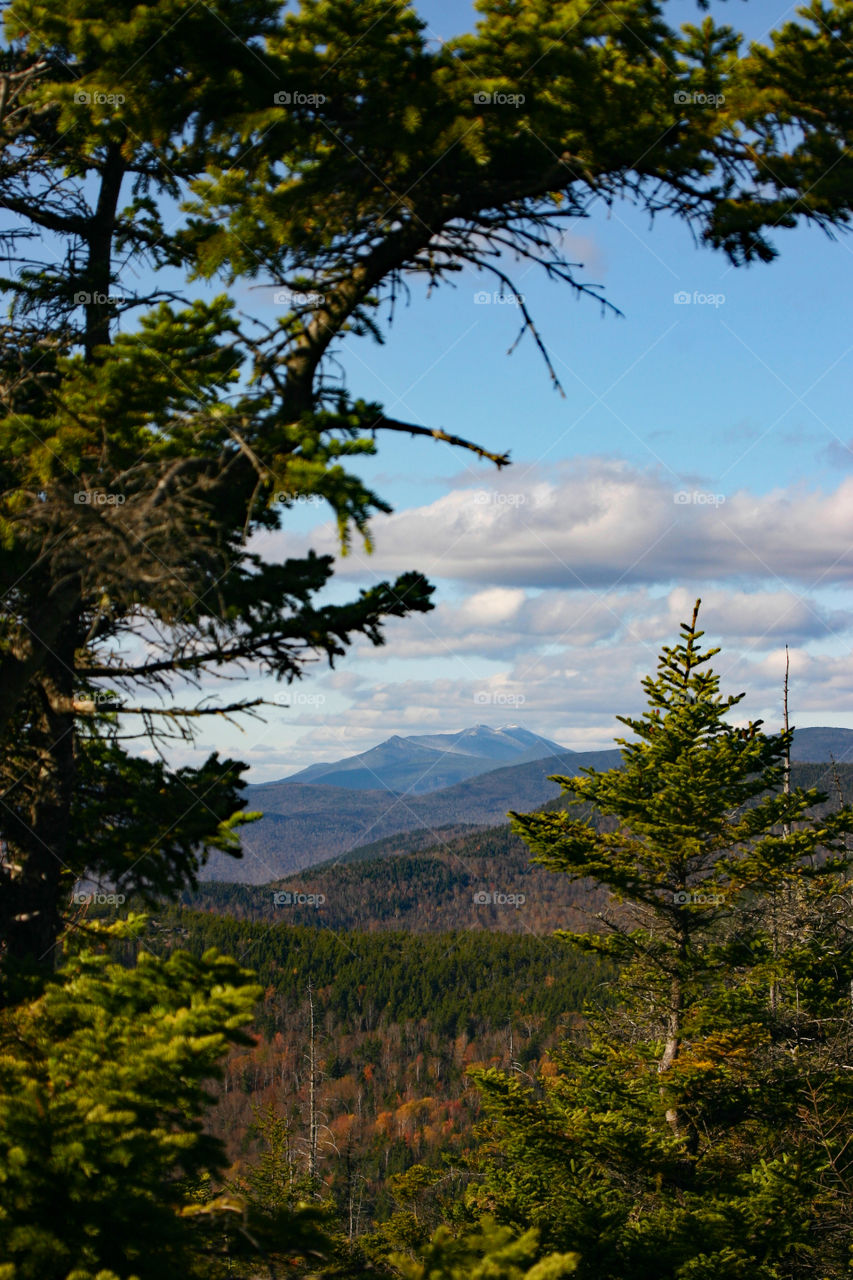 Mountains through the Pine trees New Hampshire