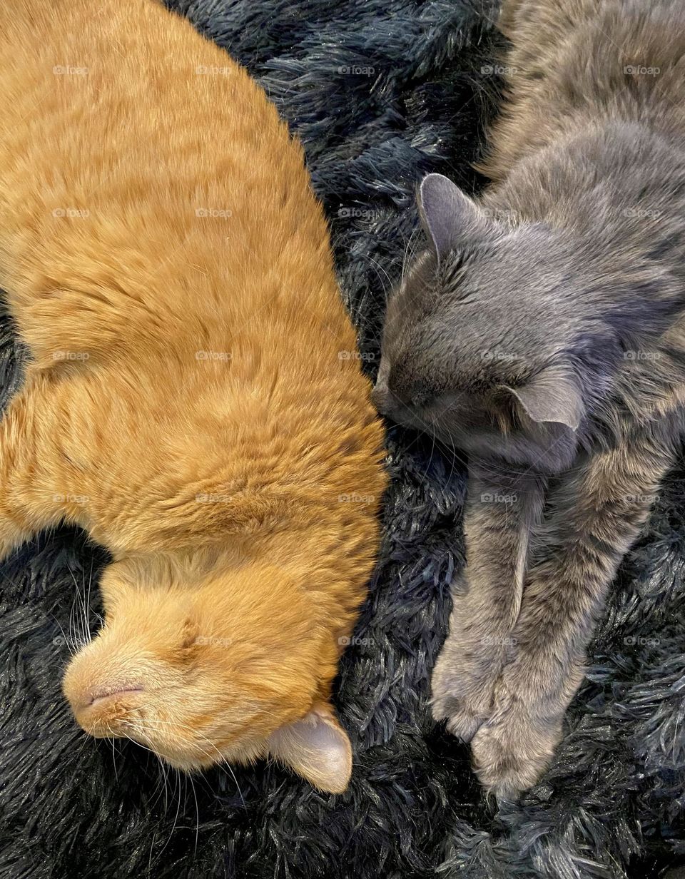 Two cats sleeping next to each other on a fluffy blanket