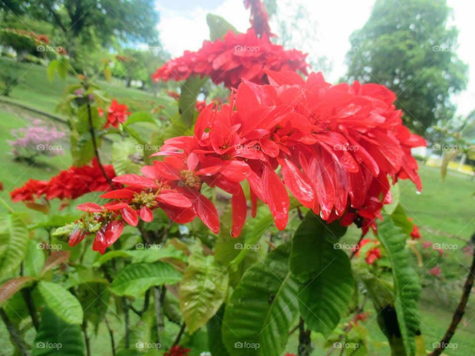 Chaconia flower