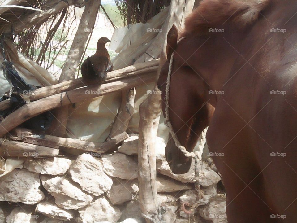 Beautiful brown horse and a chiken.