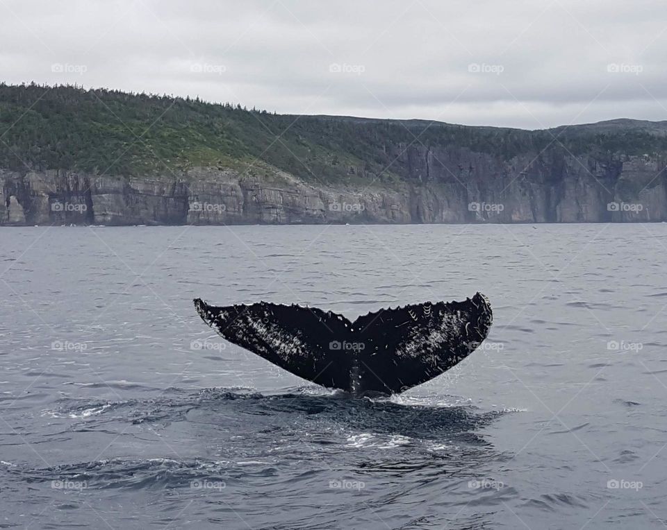 Humpback Moment