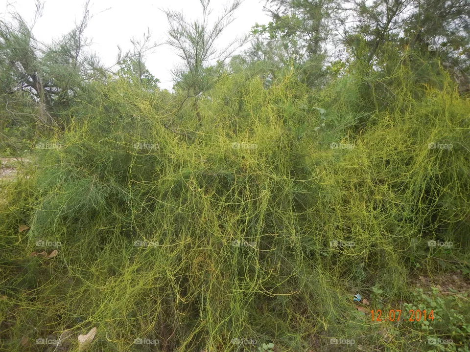 Plants