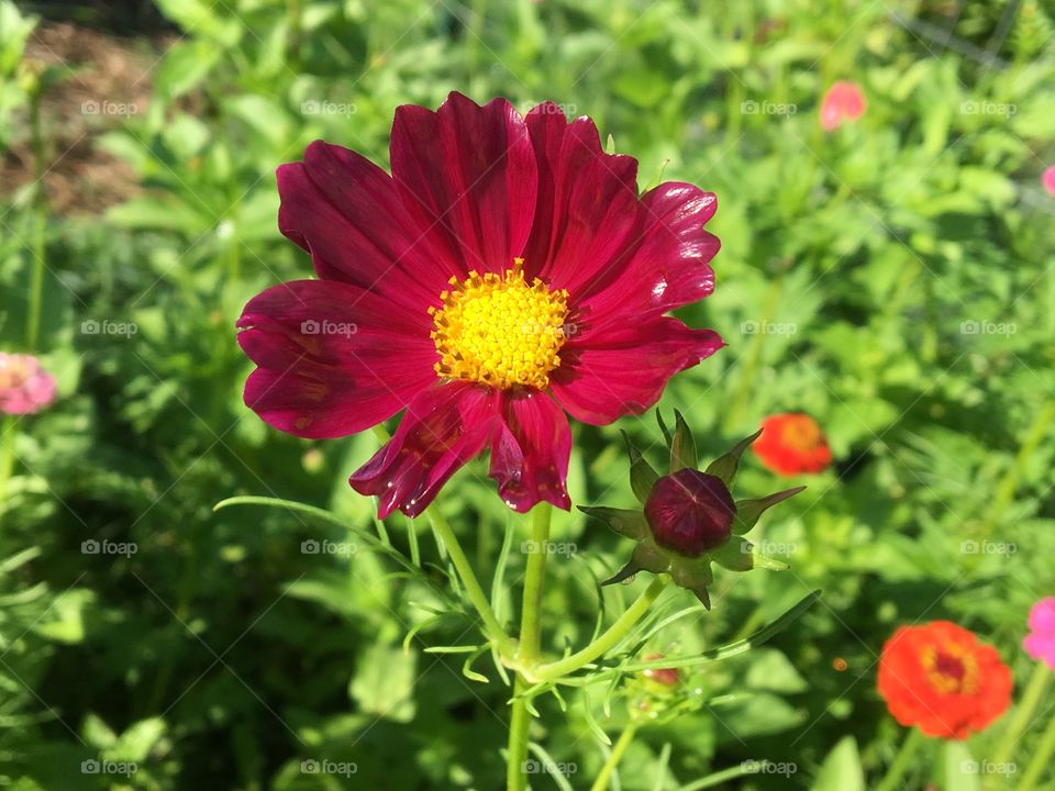 Red Poppy