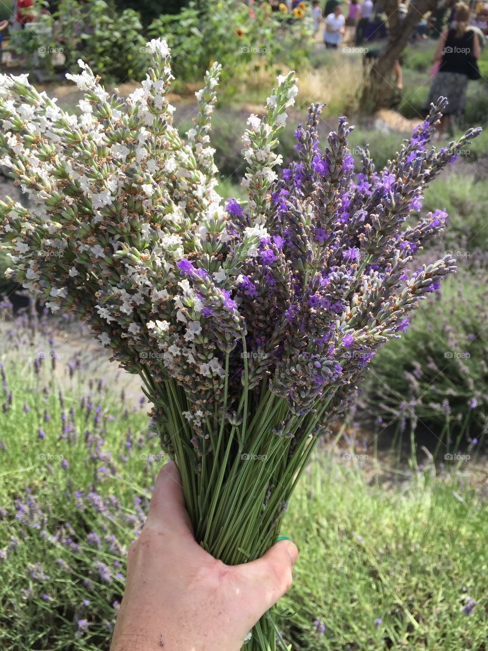 Fresh handful of lavender at the festival