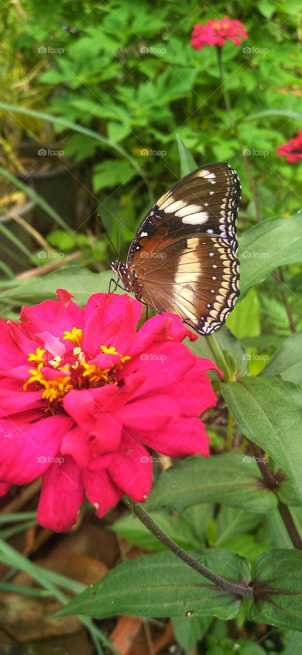 Beautiful butterfly ready to suck nectar