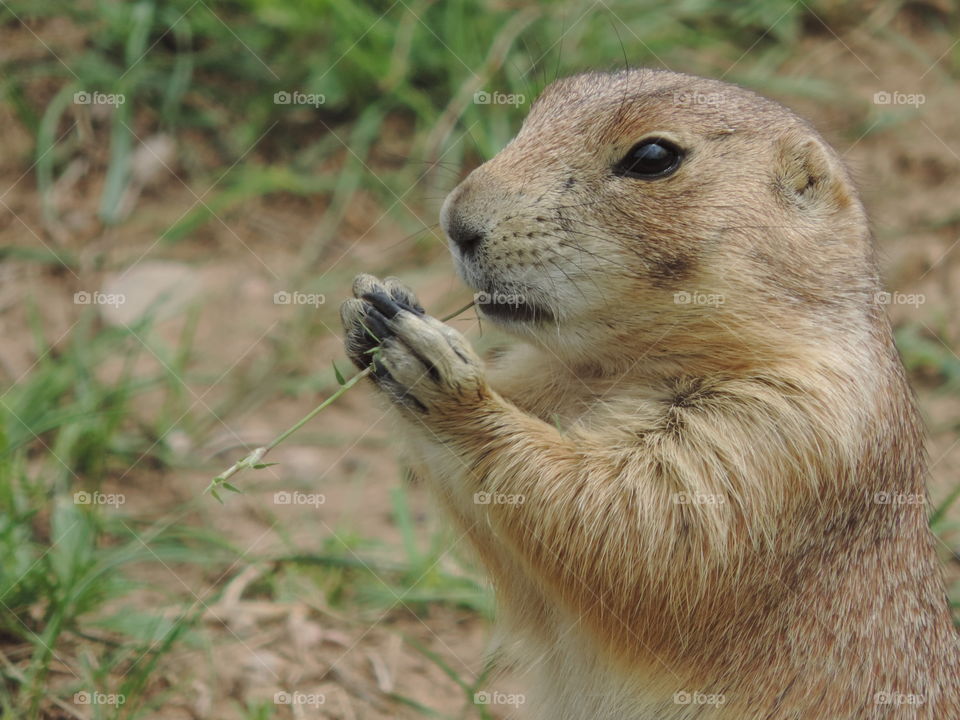 Prairie Dog. is there a cuter critter?