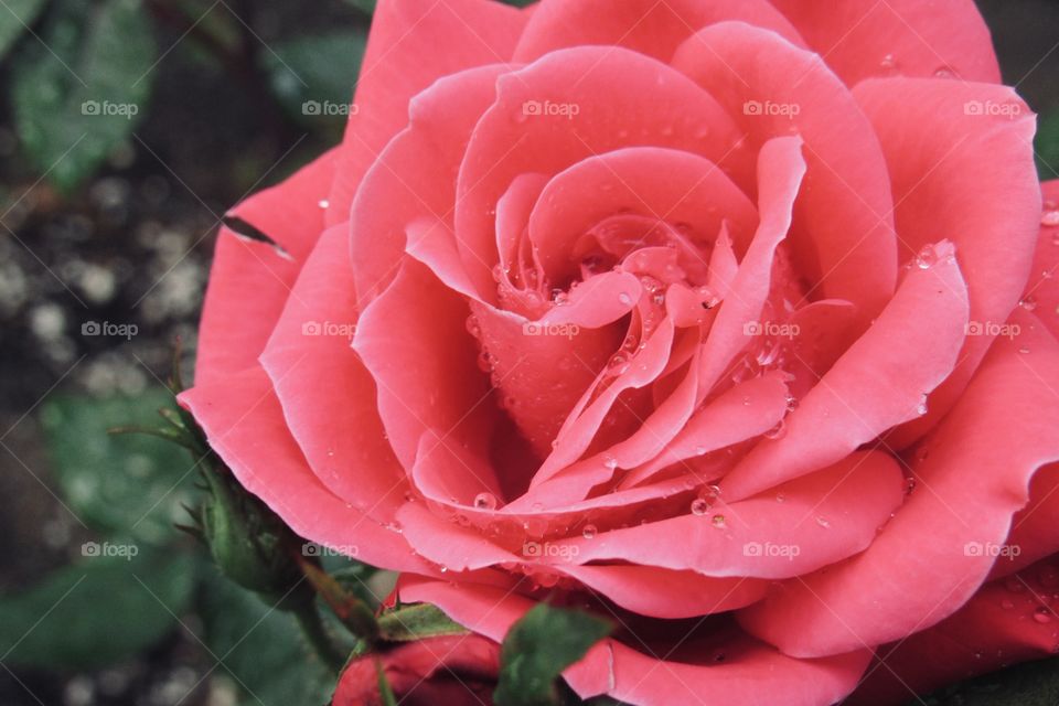 Pink rose with rain drops