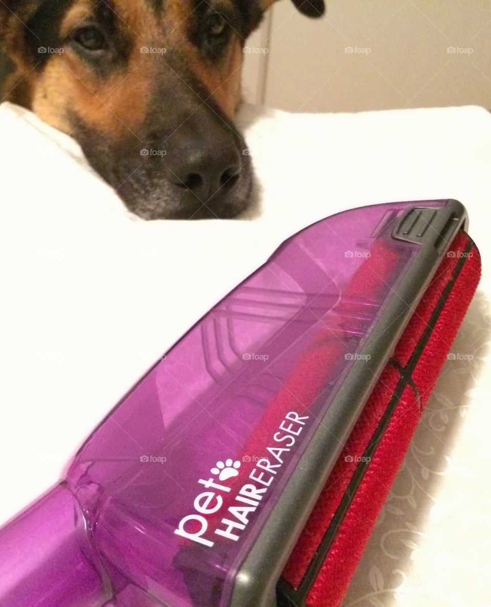 German shepherd looking at vacuum attachment