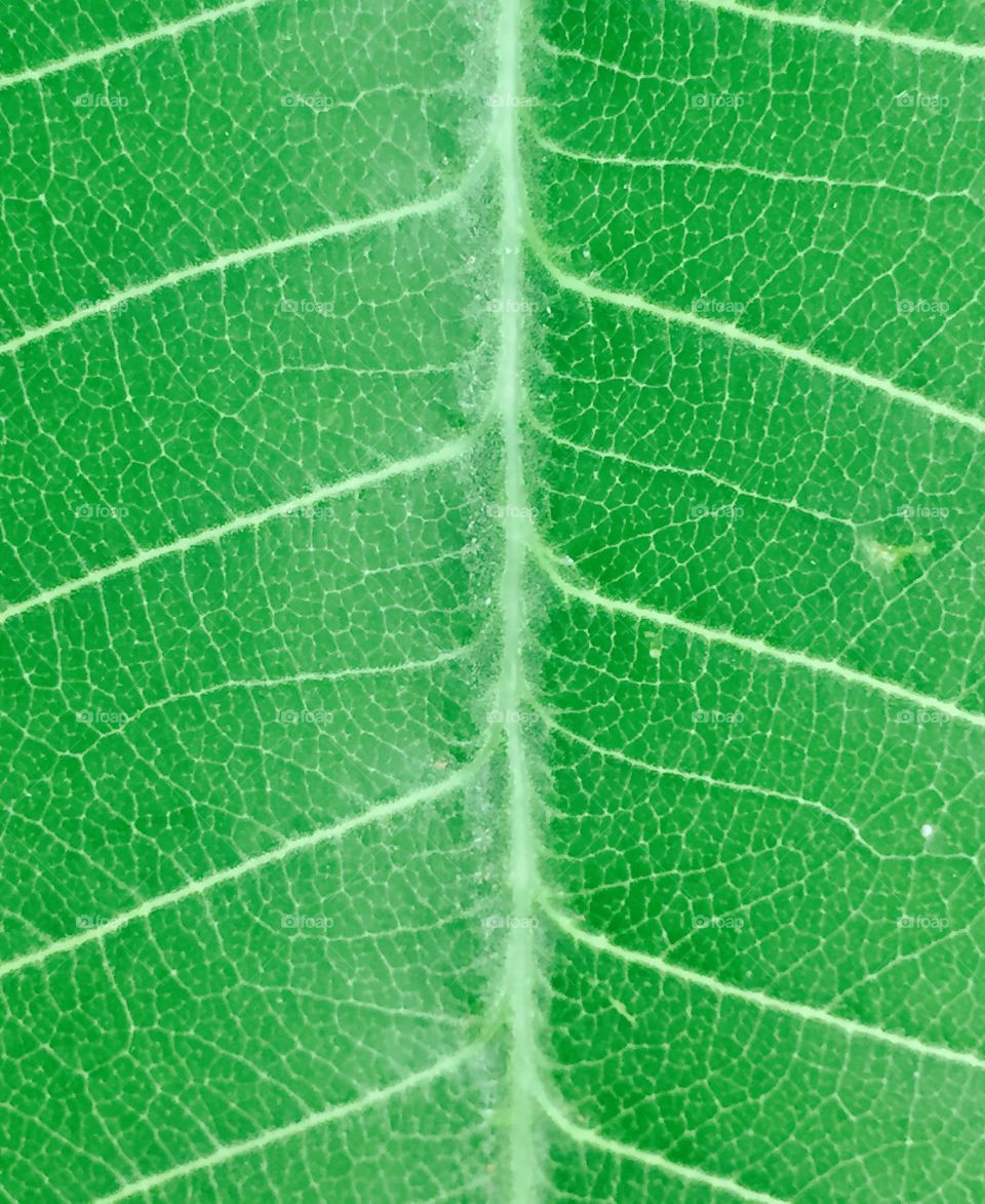 Patterns in a leaf 